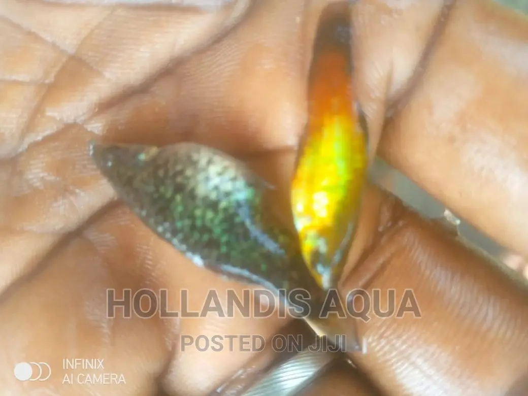 Aquarium Fishes Pet