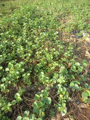 A Dry And Lovely One And Half Plots For Sale
