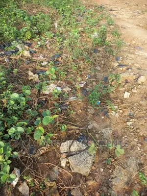 A Dry And Lovely One And Half Plots For Sale