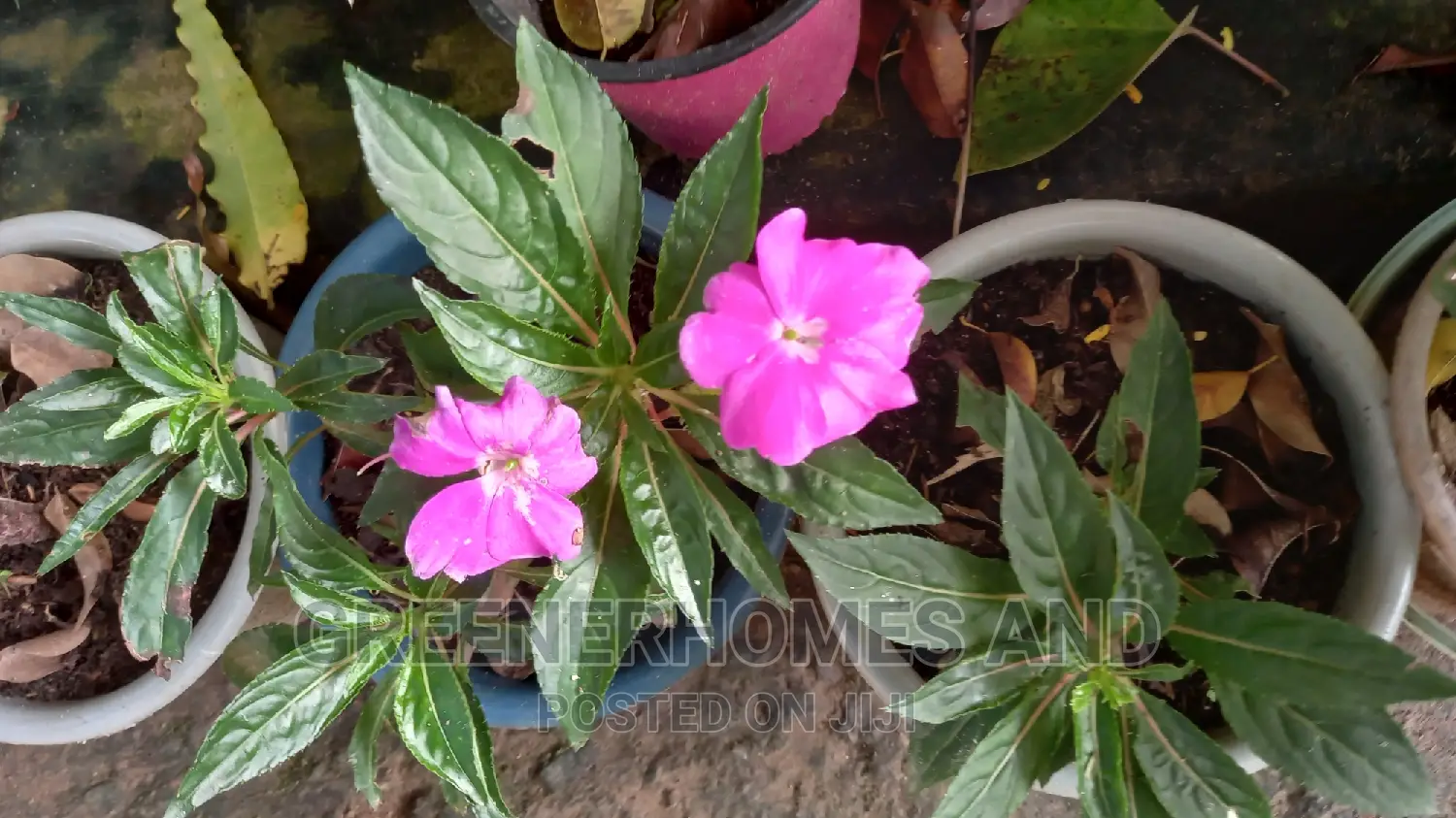Colourful Flowers