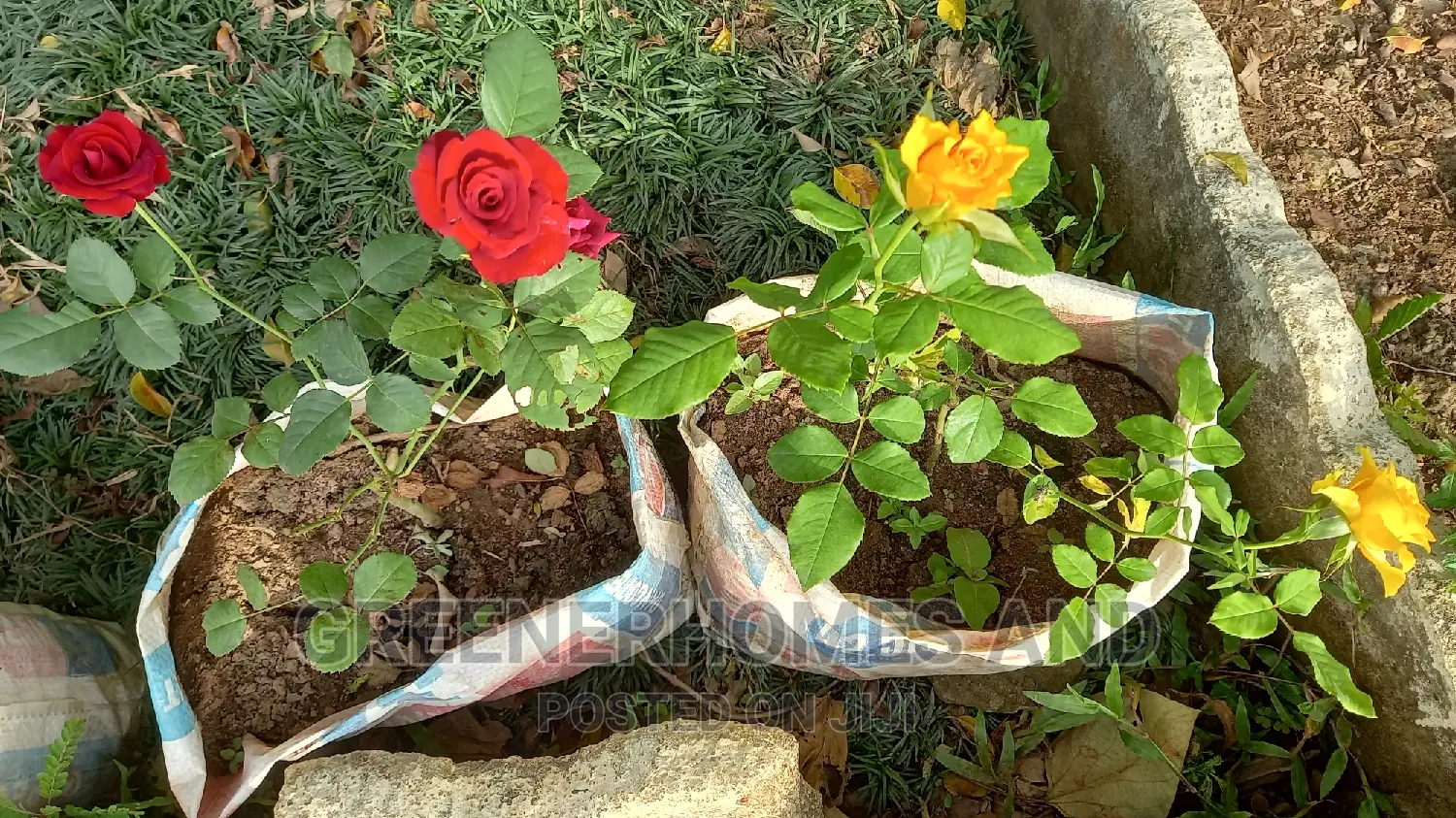 Colourful Flowers