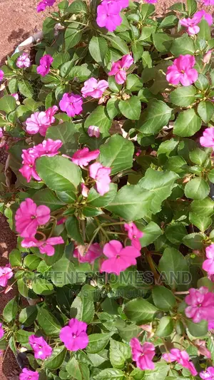 Colourful Flowers