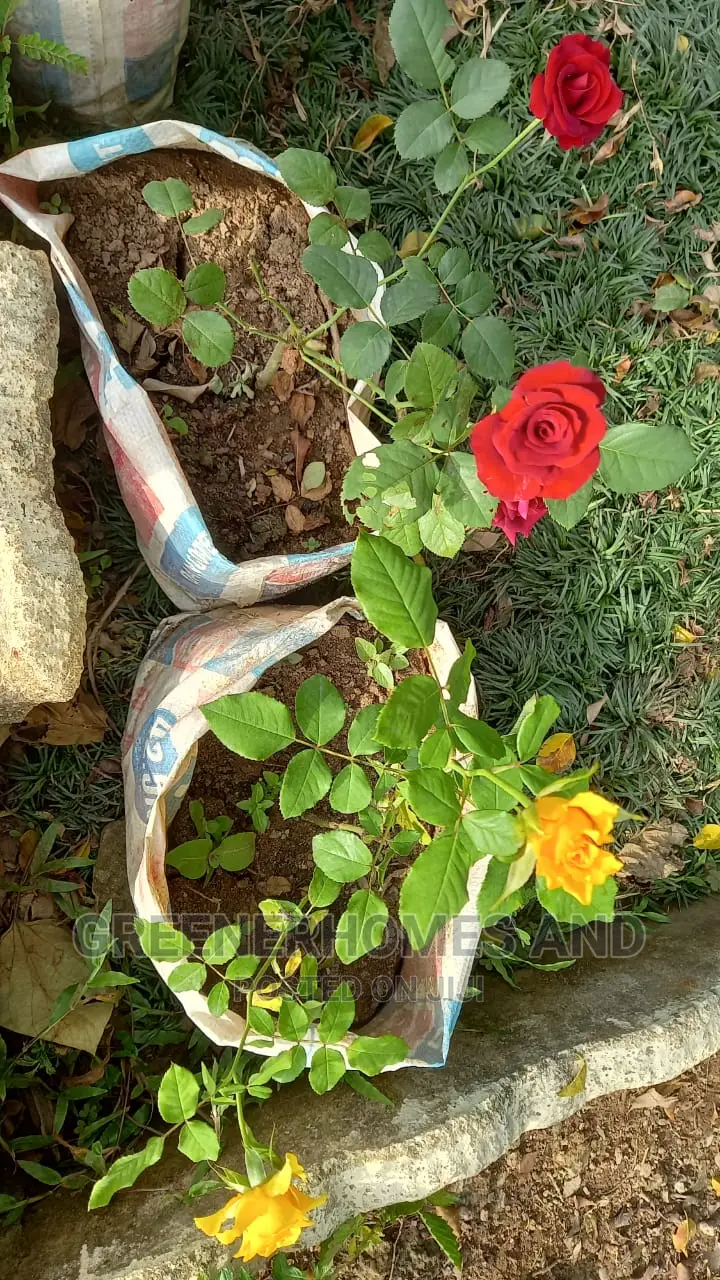 Colourful Flowers