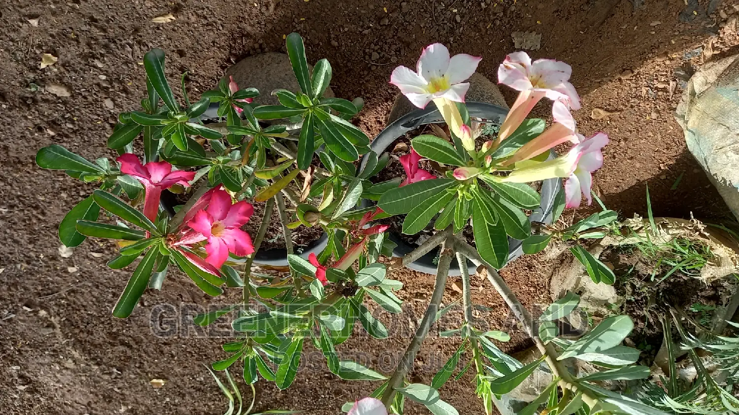 Colourful Flowers