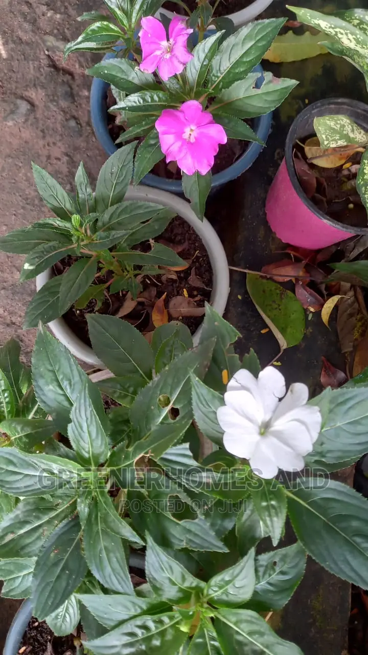 Colourful Flowers