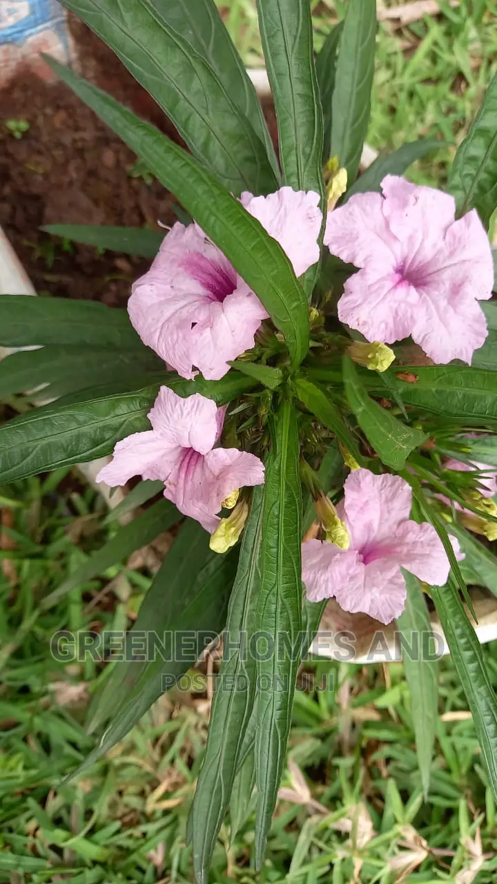 Colourful Flowers