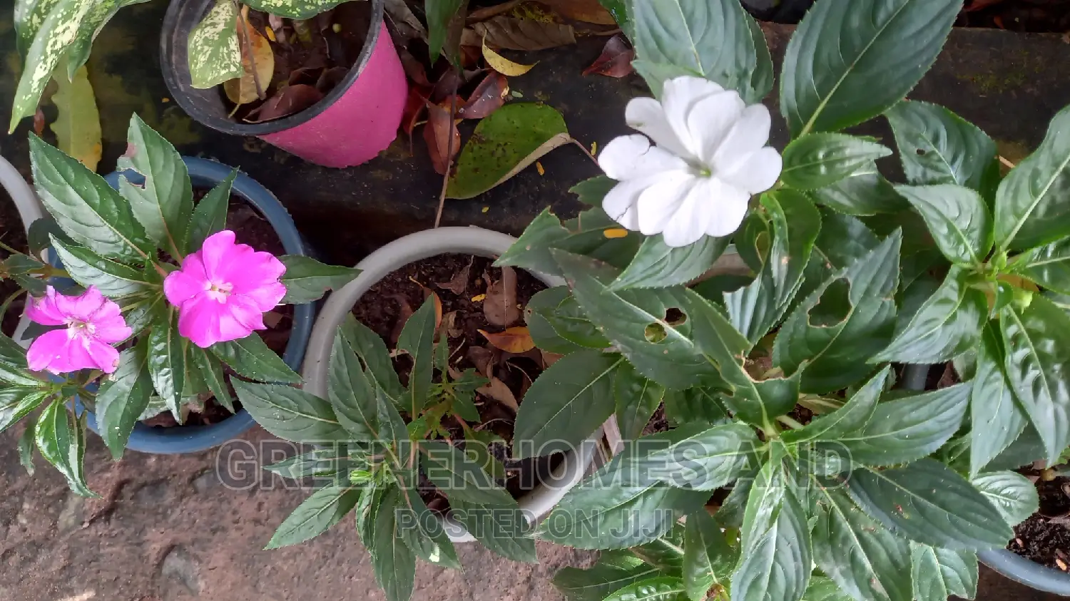 Colourful Flowers