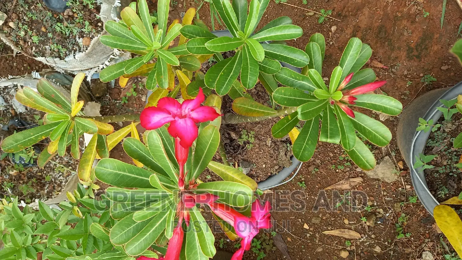 Desert Rose