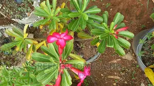 Desert Rose
