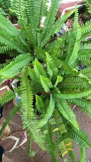 Indoor Air Purifying Plants