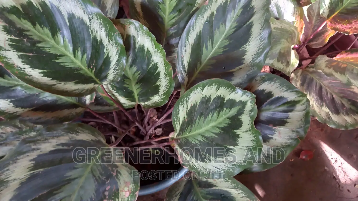Indoor Air Purifying Plants