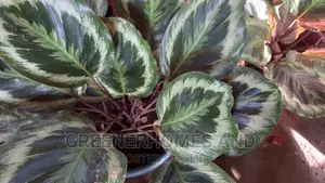 Indoor Air Purifying Plants