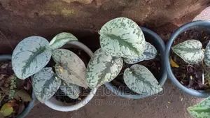 Indoor Air Purifying Plants