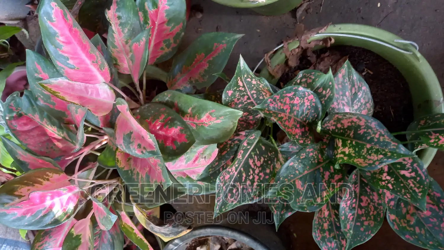 Indoor Air Purifying Plants