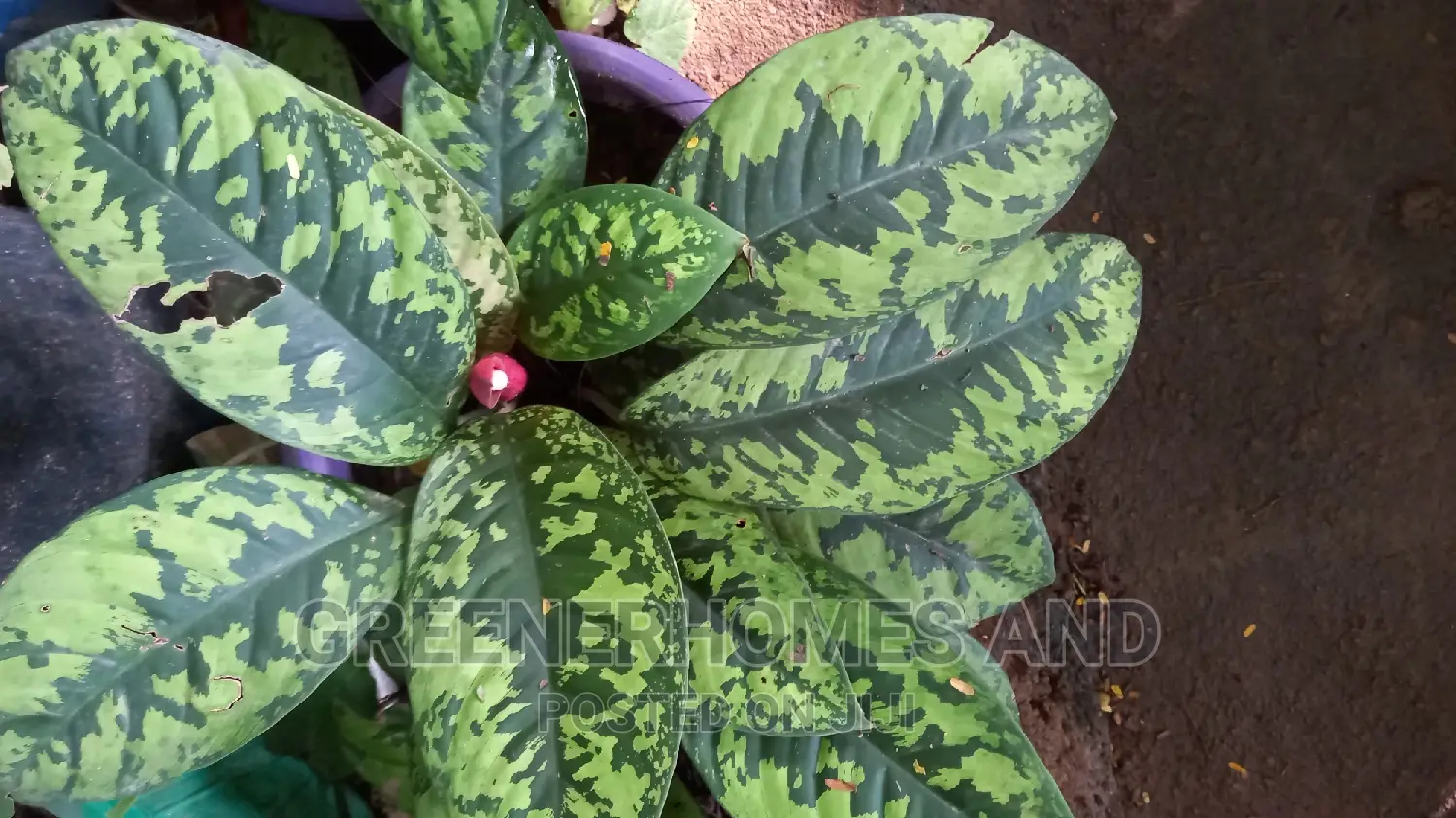 Indoor Air Purifying Plants