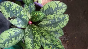 Indoor Air Purifying Plants