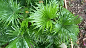 Unique Palms