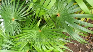 Unique Palms