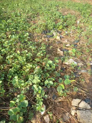 Land Selling Fast at Banana Island, Ikoyi