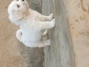 0-1 month Male Purebred Lhasa Apso