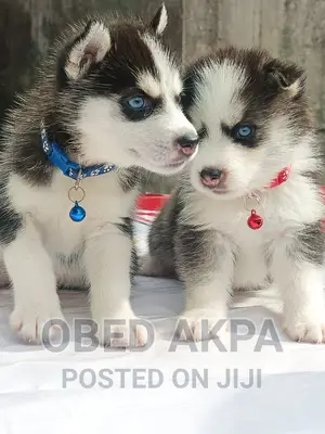 1-3 months Female Purebred Siberian Husky