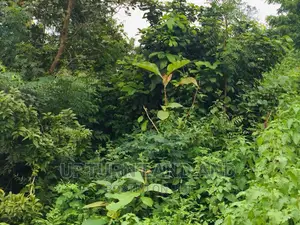 50 Acres of Land for Sale 8 Minutes Drive From Tarred Road
