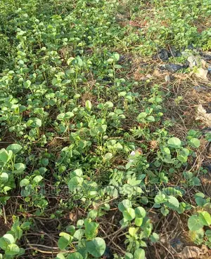 Fresh Sales at a Well Located Environment of Ajah