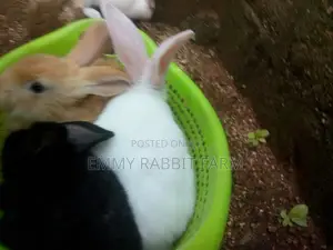 Exotic Rabbit Breeds Weaners for sale - Emmy Rabbit Farm Price: ₦ 8,000 ...