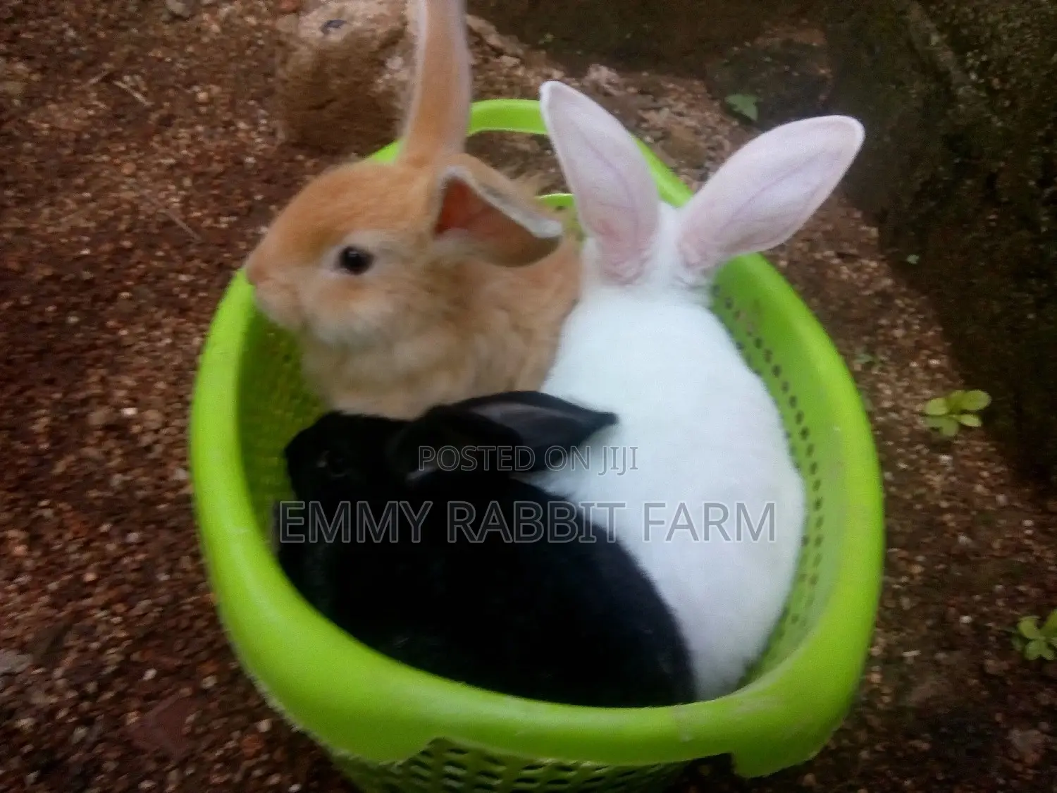 Exotic Rabbit Breeds Weaners for sale - Emmy Rabbit Farm Price: ₦ 8,000 ...