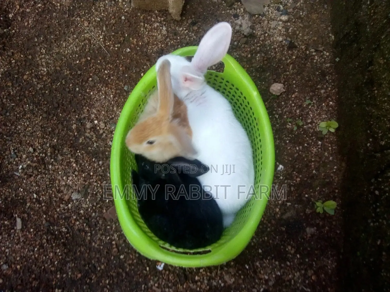 Exotic Rabbit Breeds Weaners for sale - Emmy Rabbit Farm Price: ₦ 8,000 ...