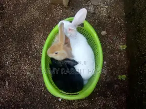 Exotic Rabbit Breeds Weaners - Emmy Rabbit Farm Price: ₦ 8,000 on Jiji ...