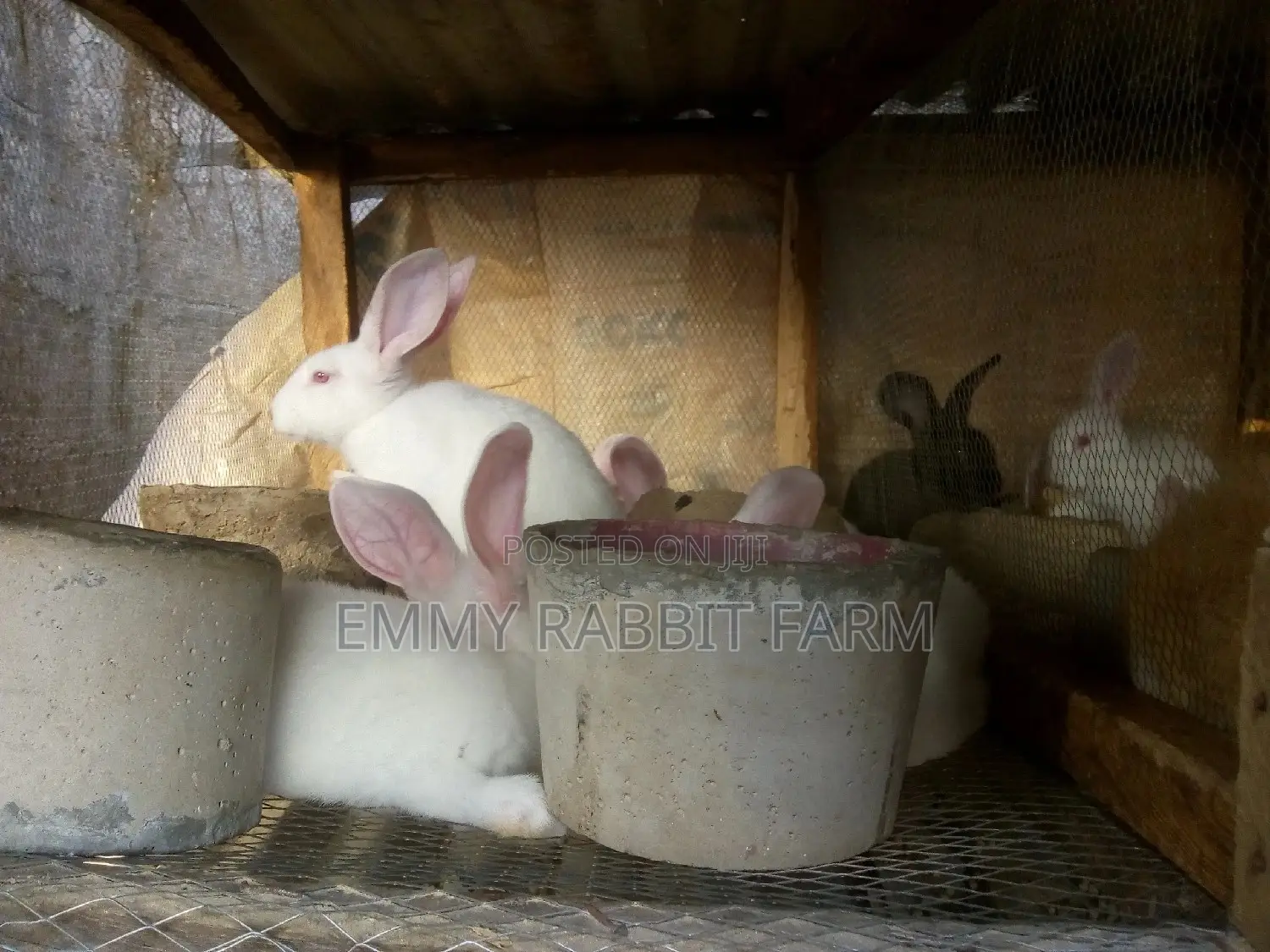 Exotic Rabbit Breeds Weaners for sale - Emmy Rabbit Farm Price: ₦ 8,000 ...