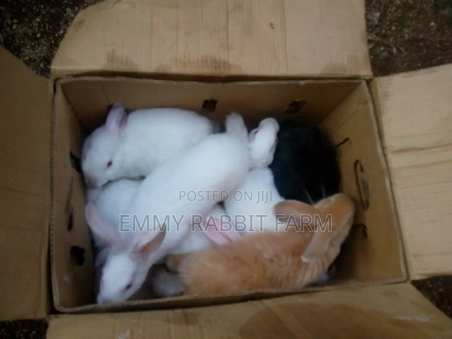Exotic Rabbit Breeds Weaners for sale - Emmy Rabbit Farm Price: ₦ 8,000 ...