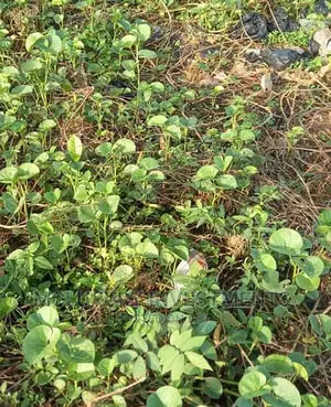 A Partitioned Plots of Land Selling Hot and Fresh at Ajah.
