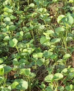 Dry Secured Land With Good Offer Selling Hot