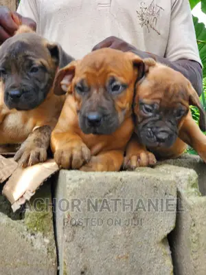 1-3 months Female Purebred Boerboel