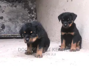1-3 months Female Purebred Rottweiler