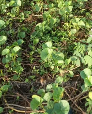 A Normal Shaped Plots of Land Selling at Ajah