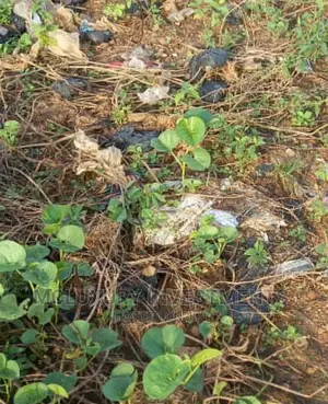 A Fenced and Gated Land Selling at a Good Price in Opebi