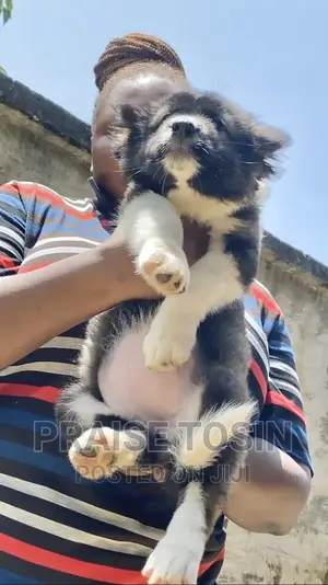 1-3 months Female Purebred Caucasian Shepherd