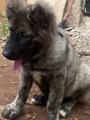 3-6 months Male Purebred Caucasian Shepherd