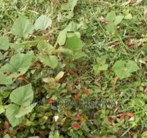 1 1⁄2acre of Land,Fenced Gated Facing Lagos Abeokuta Express