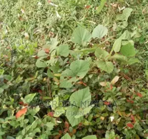 18acres of Dry Acres Land Behind Magodo Phase 2, Shangisha.