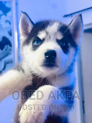 1-3 months Male Purebred Siberian Husky