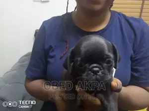 1-3 months Male Purebred Pug