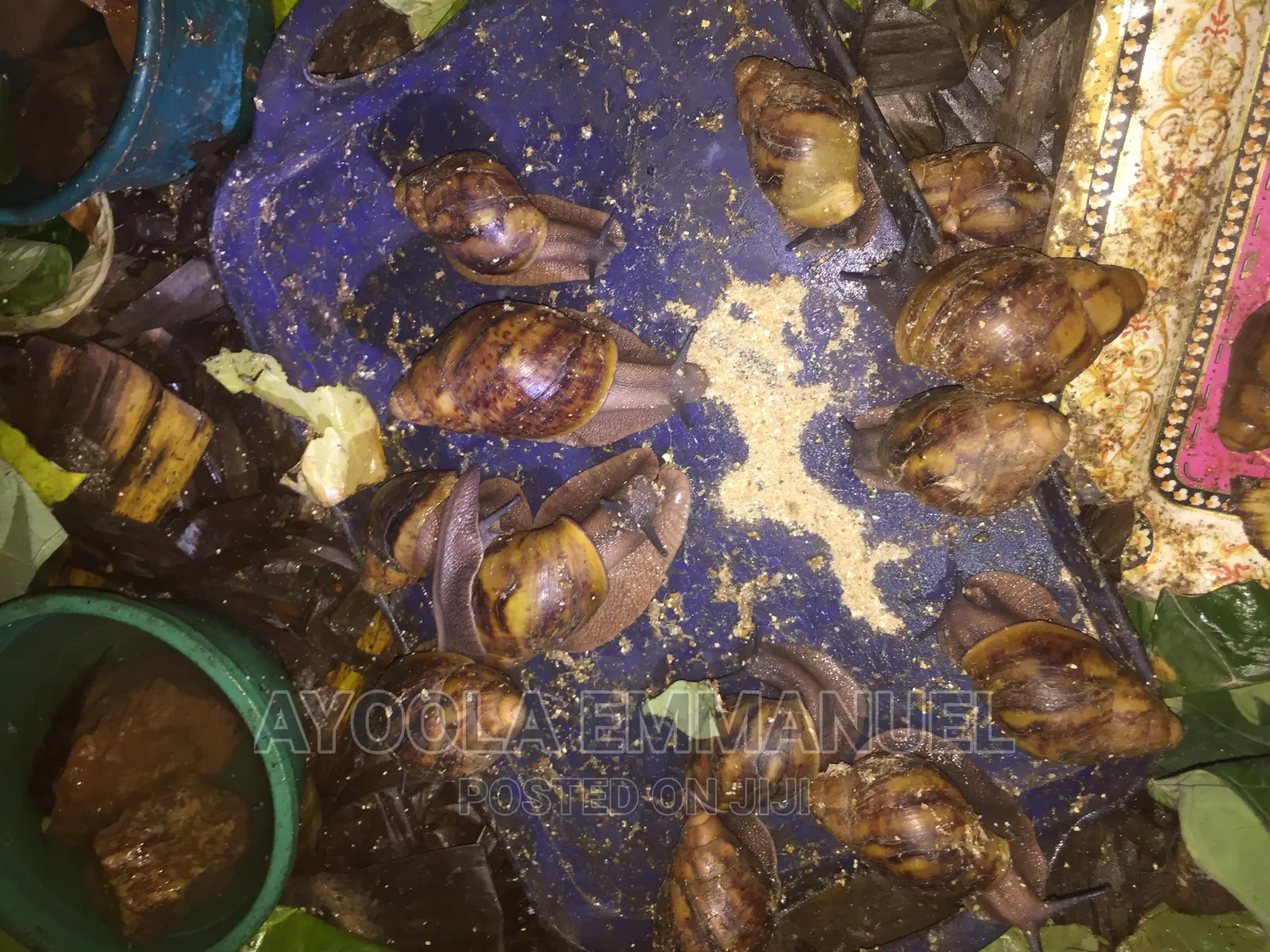 Snail Feed and Snail Rearing