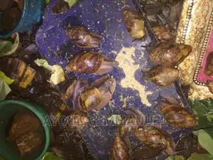 Snail Feed and Snail Rearing
