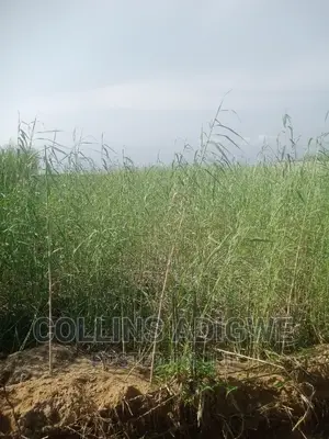994 SQM Land at Lekk Palm City _Ajah