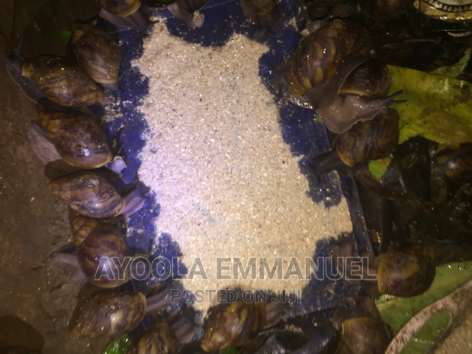 Snail Feed and Snail Rearing