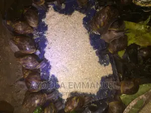 Snail Feed and Snail Rearing